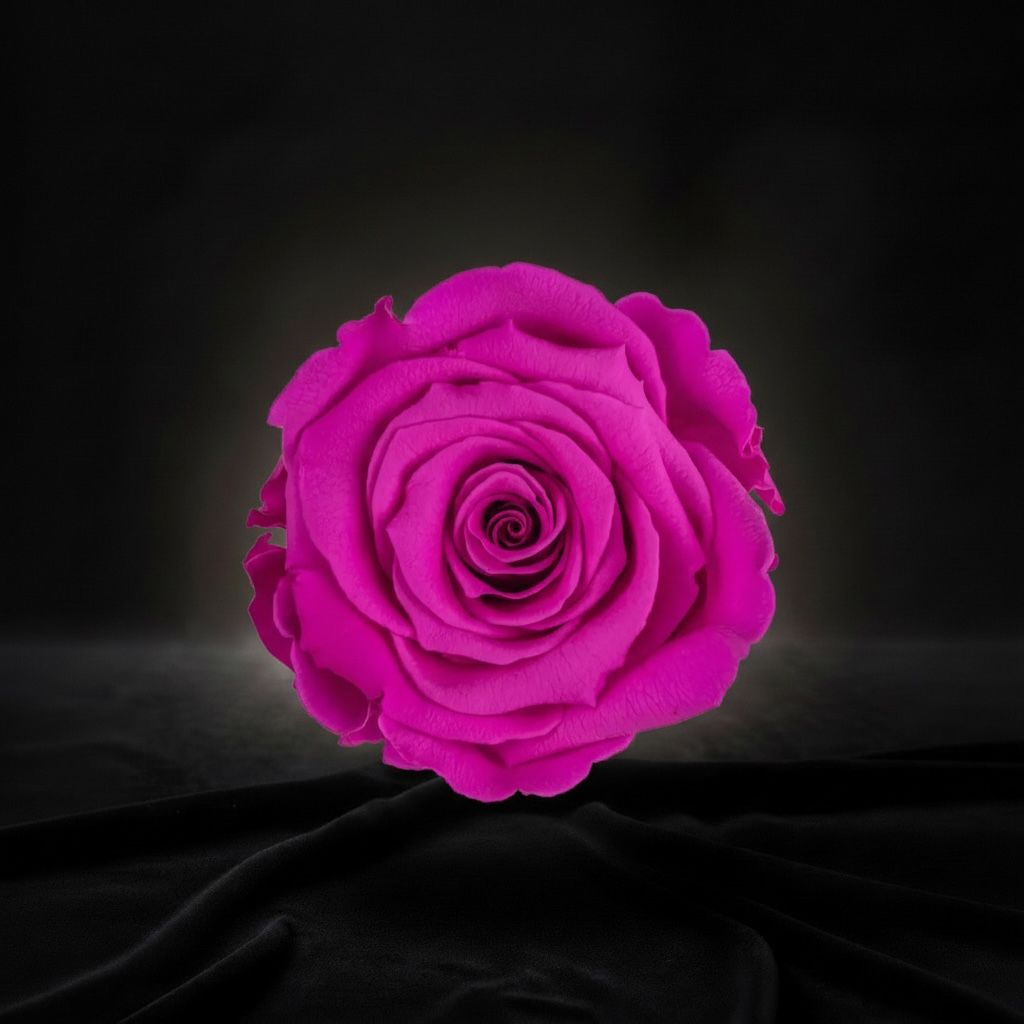 The Icon Royal Fuchsia